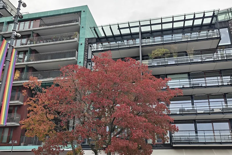 Apartment buildings at Bolette brygge with a red autumn tree