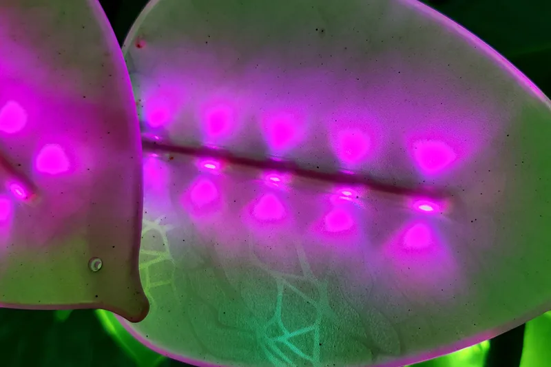 Close-up of one of the Oslo Tree's leaves, with its glowing LED dots